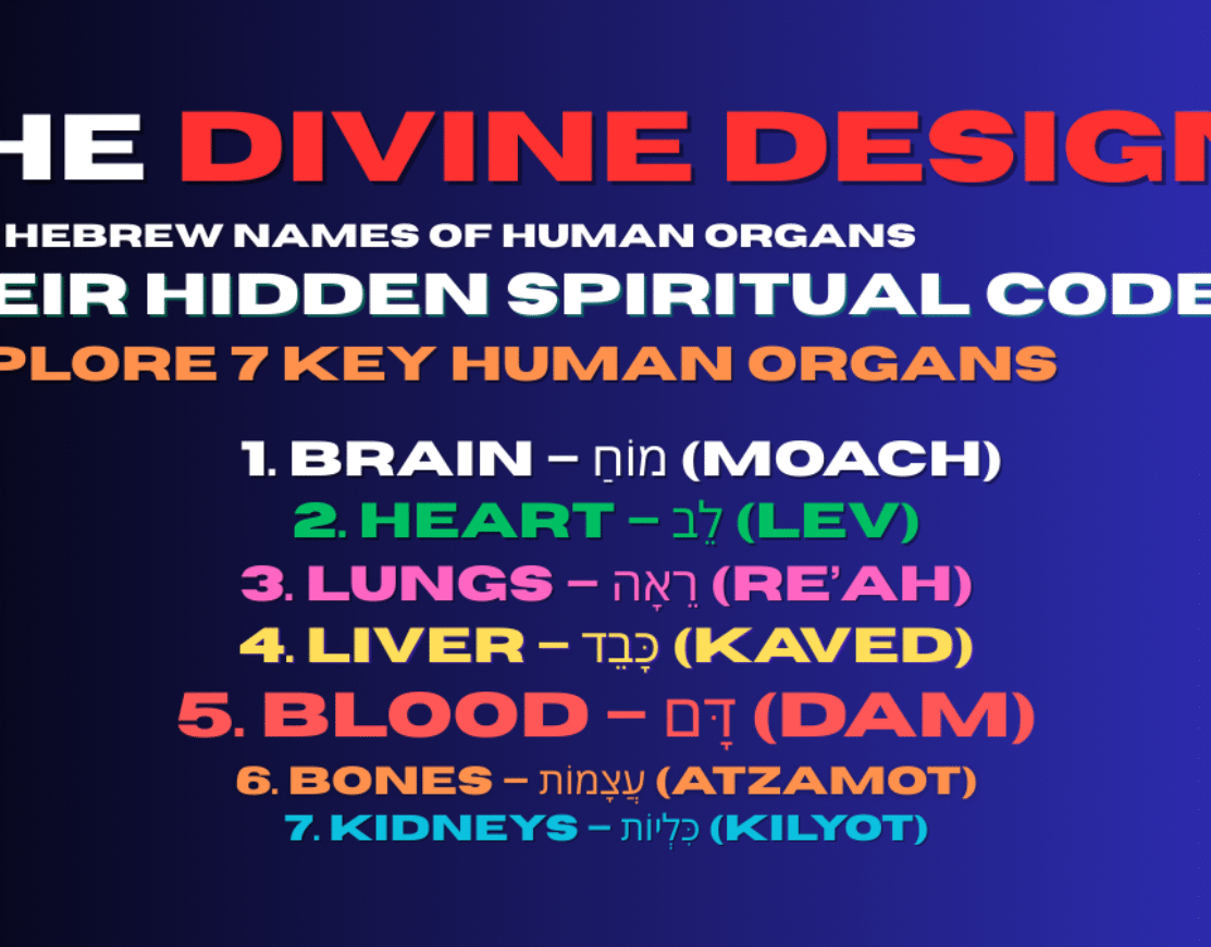 The Divine Design: Hebrew Names of Human Organs And Their Hidden Spiritual Code | Explore 7 Key Human Organs