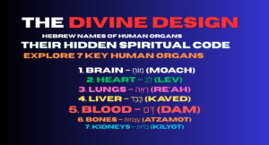 The Divine Design: Hebrew Names of Human Organs & Their Hidden Spiritual Code | Explore 7 Key Human Organs