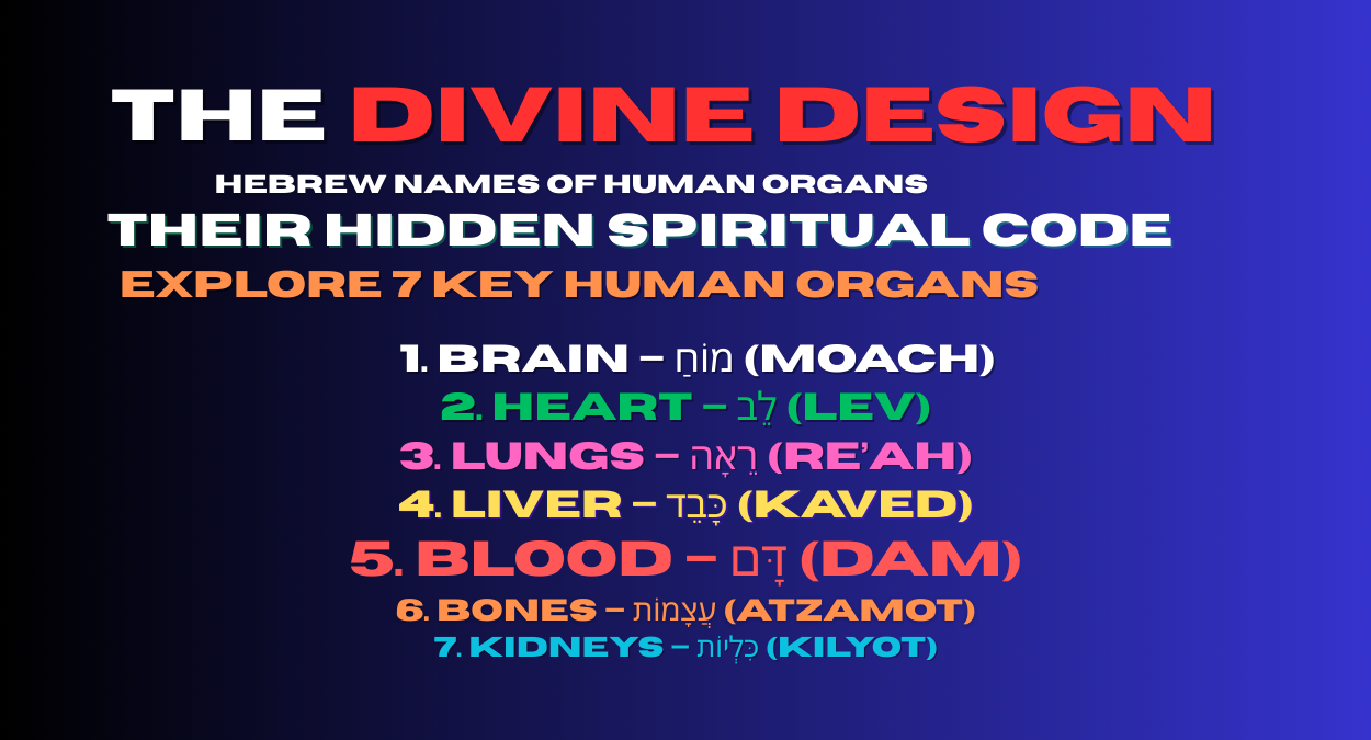 The Divine Design: Hebrew Names of Human Organs & Their Hidden Spiritual Code | Explore 7 Key Human Organs