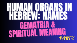 Human Organs in Hebrew: Names, Gematria & Spiritual Meaning (PART 2)