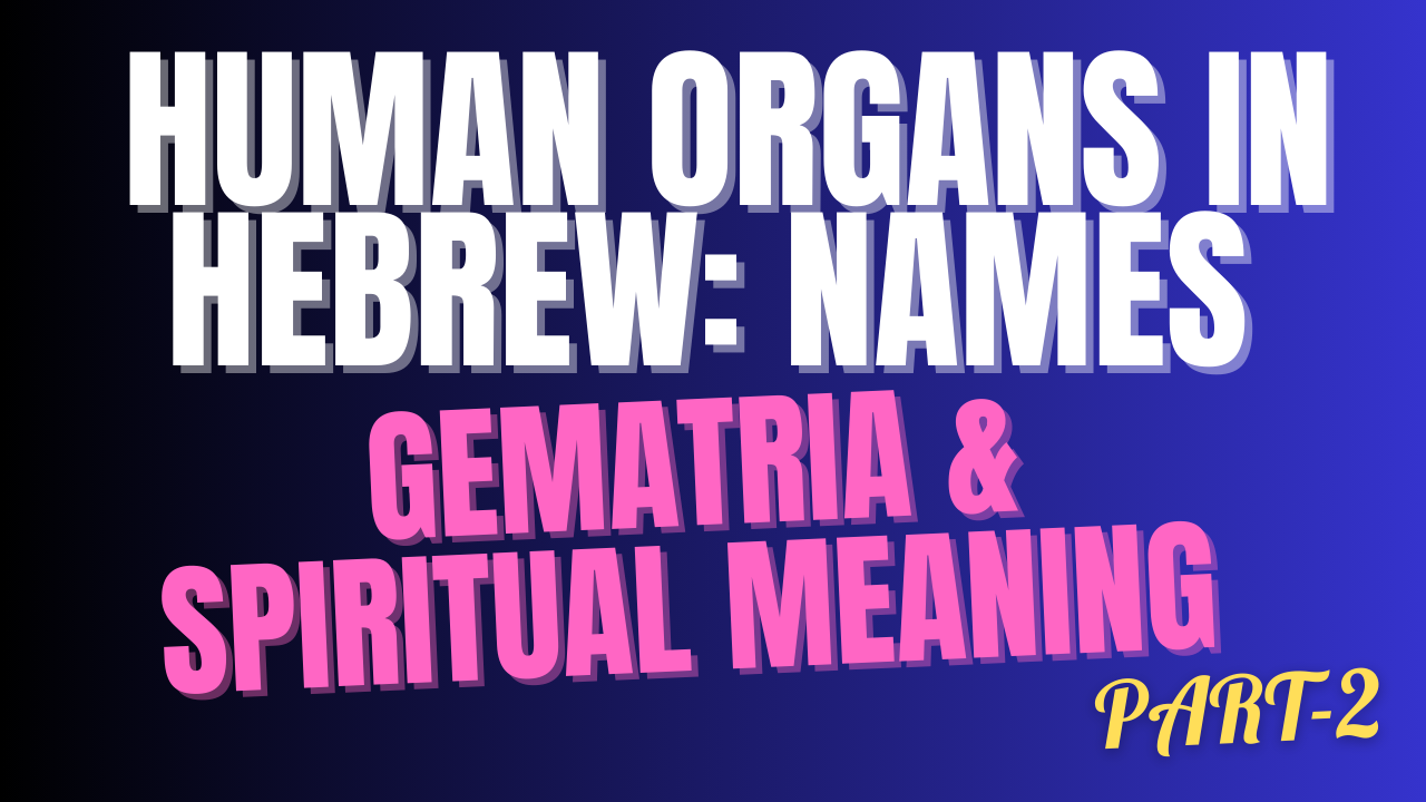 Human Organs in Hebrew: Names, Gematria & Spiritual Meaning (PART 2)