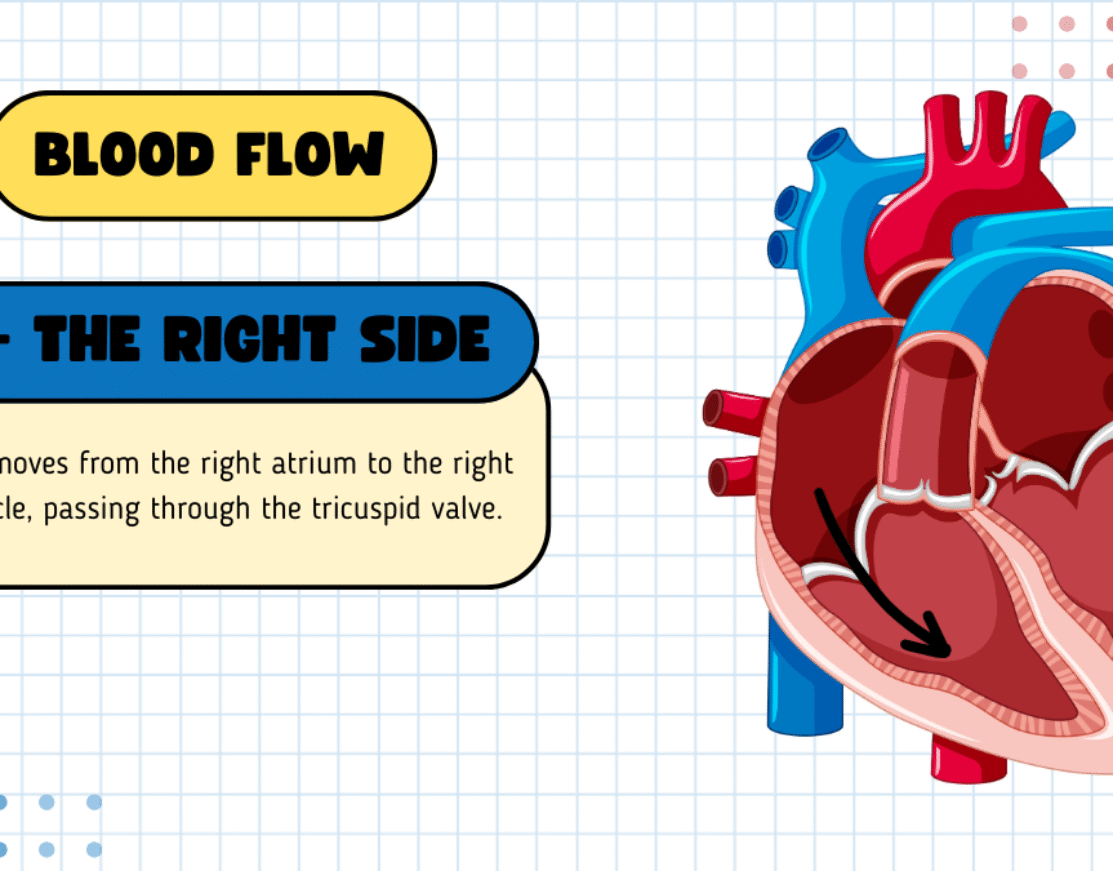 The Human Heart — The Throne of God and the Numerical Pulse of Divine Love