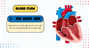 The Human Heart — The Throne of God and the Numerical Pulse of Divine Love